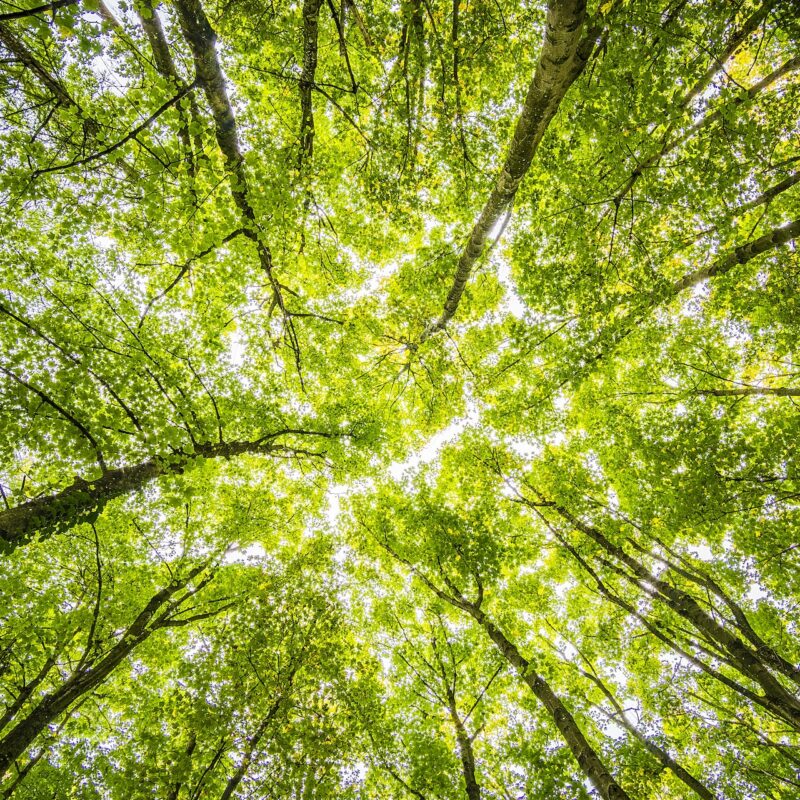 Gedsa Transformación ecológica